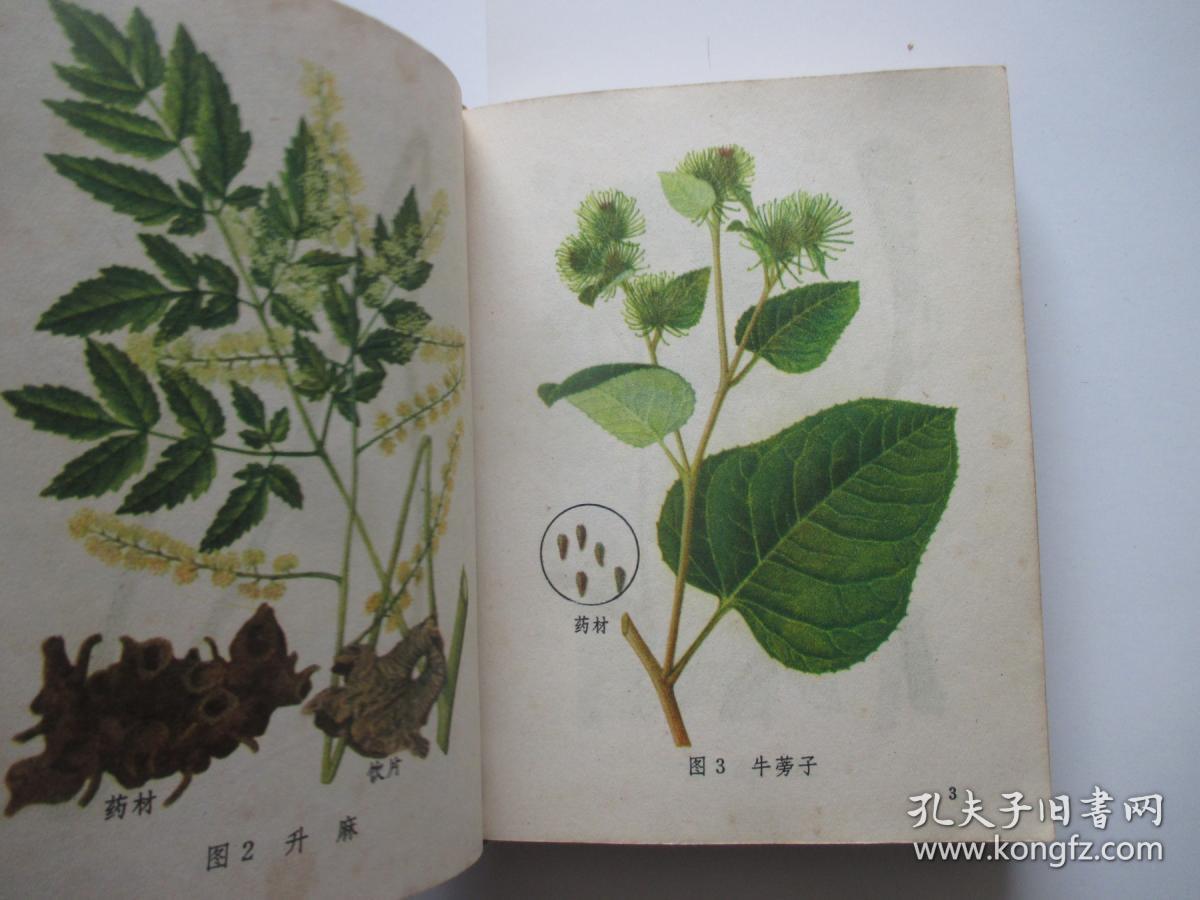 常用中草药图谱