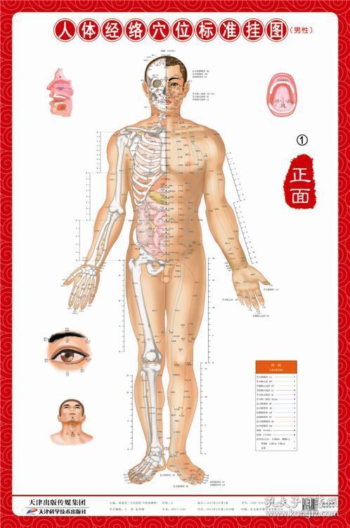 正版新版人体经络穴位标准挂图(男性)(1套3张挂图)医学用图 中医挂图