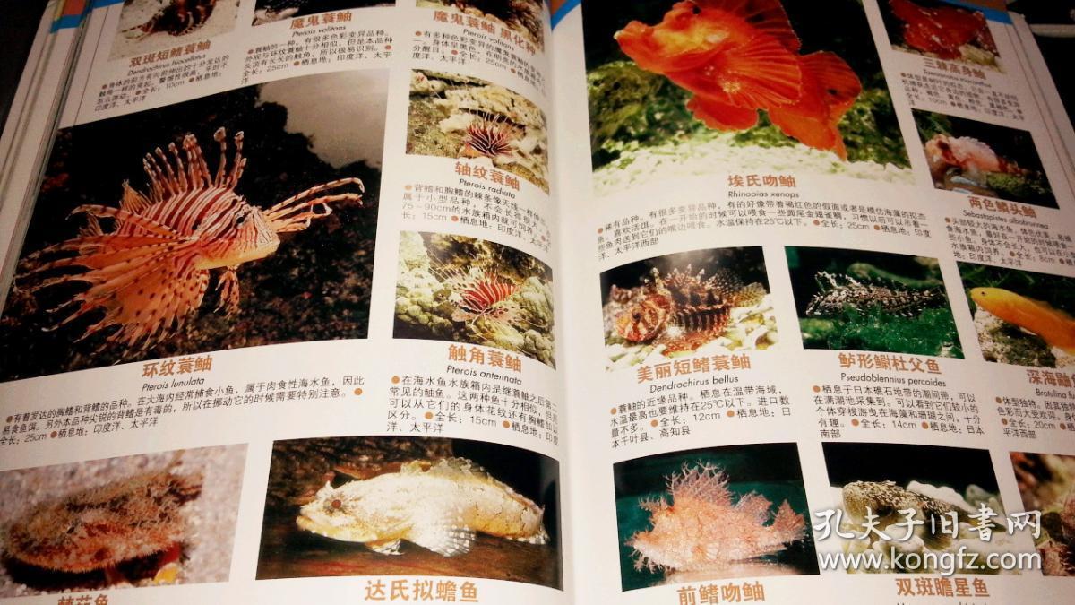 海水鱼图鉴:世界600种海水鱼饲养与鉴赏图典