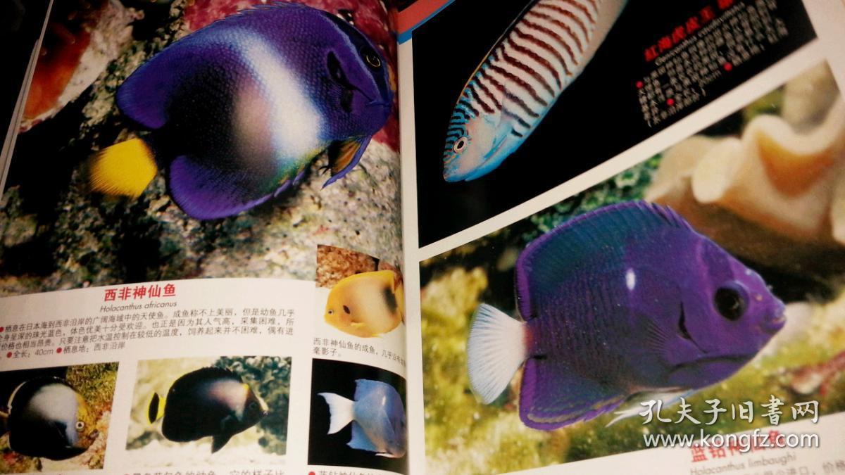 海水鱼图鉴:世界600种海水鱼饲养与鉴赏图典