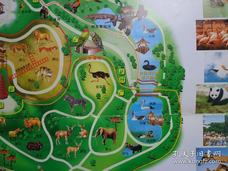 深圳野生动物园游览图 手绘版 00年代 8开独版 深圳野生动物园建于