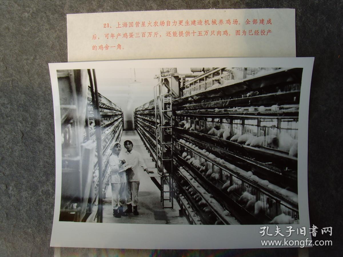 1977年上海国营星火农场自建机械养鸡场