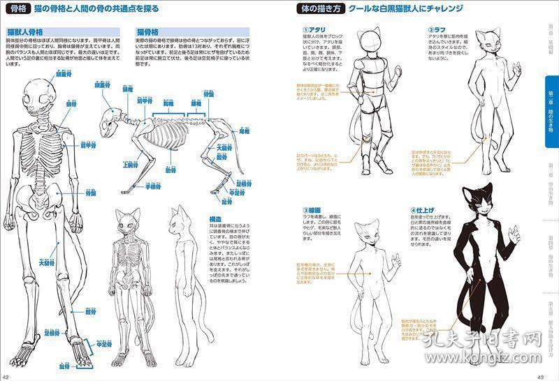 獣人の描き方兽人画法超画系列兽人骨骼构造解析插图解说兽人基本构造