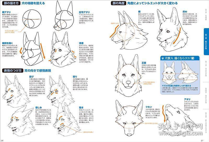 獣人の描き方 兽人画法 超画系列 兽人骨骼构造解析插图解说 兽人基本