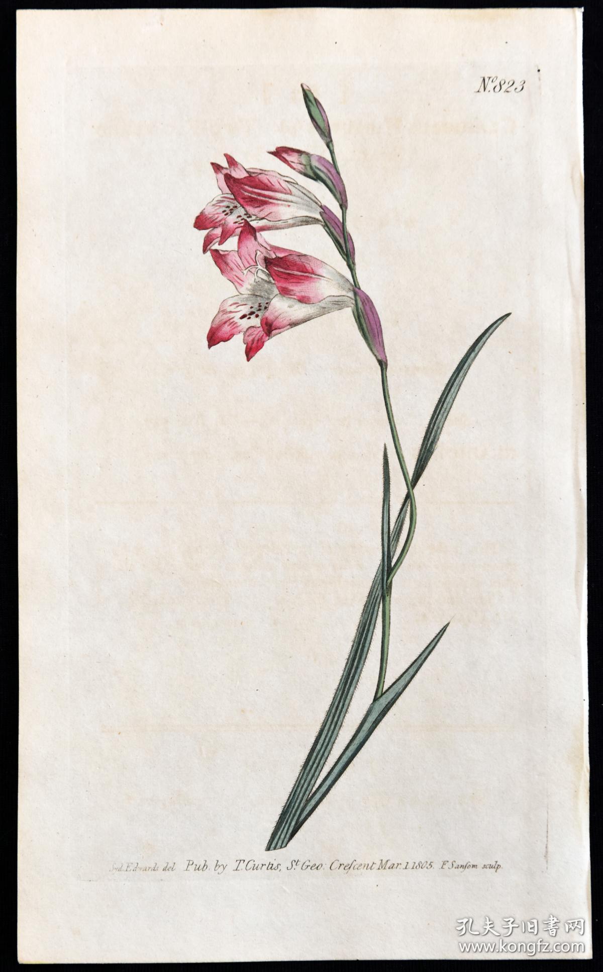 1804年精美欧洲铜版画柯蒂斯植物823号唐菖蒲稀有图谱