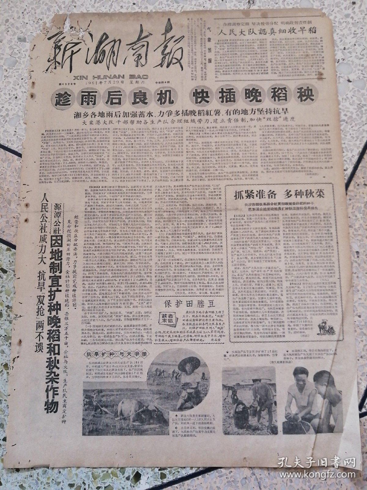 新湖南报1961年7月29日(4开四版(有破损)趁雨后良机快插晚稻秧;抓紧
