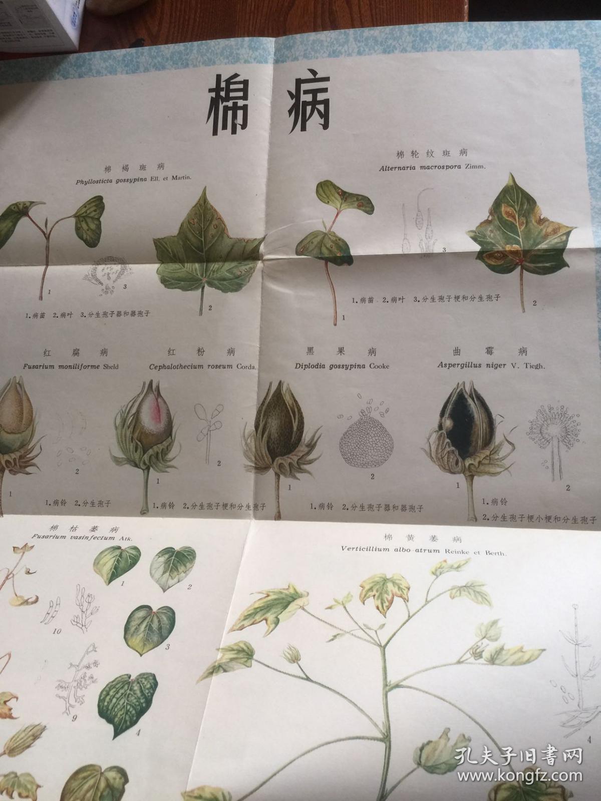 棉花主要病虫害形态特征彩色挂图(对开5幅全)