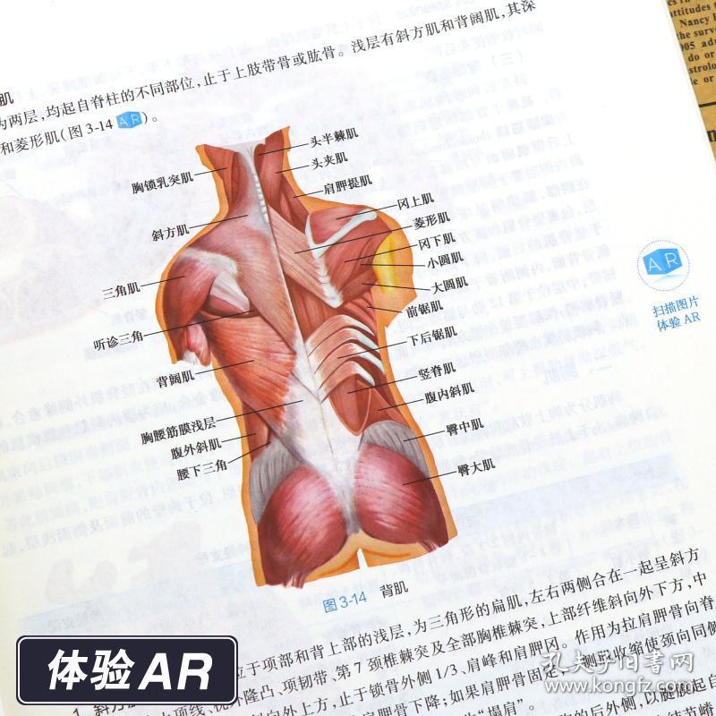 系统解剖学 局部解剖学 第9版 第九版 本科临床西医教材 内科外科儿科