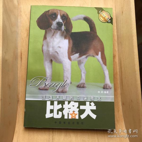 活泼开朗的口袋猎犬:比格犬