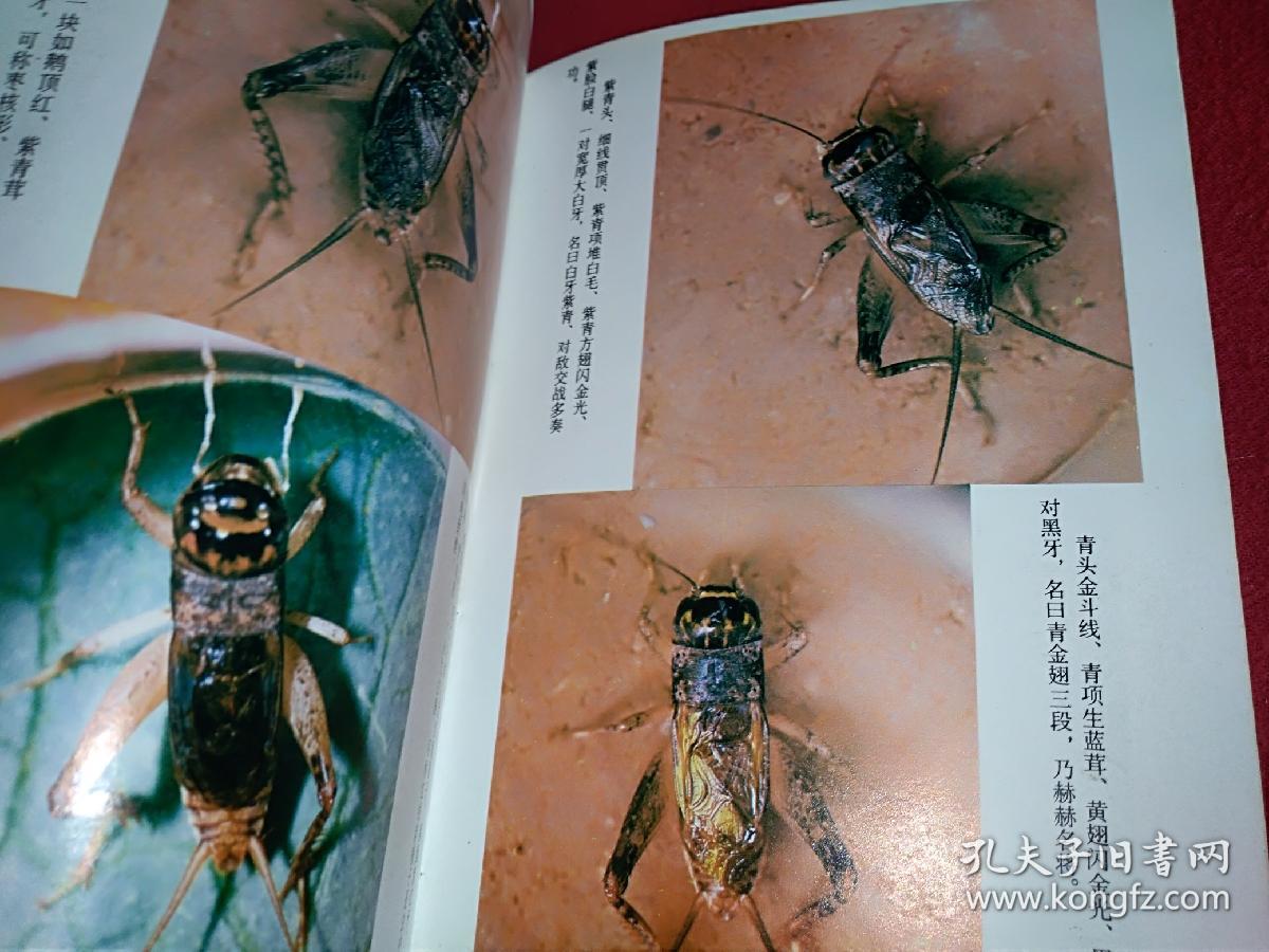 中国斗蟋_吴继传_孔夫子旧书网