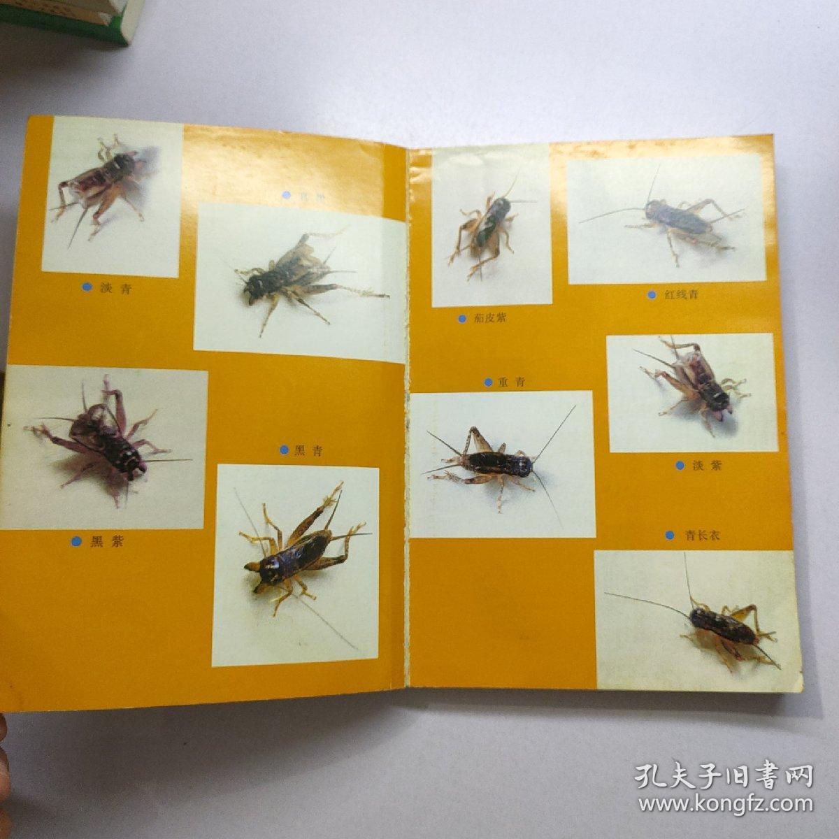 蟋蟀将军谱