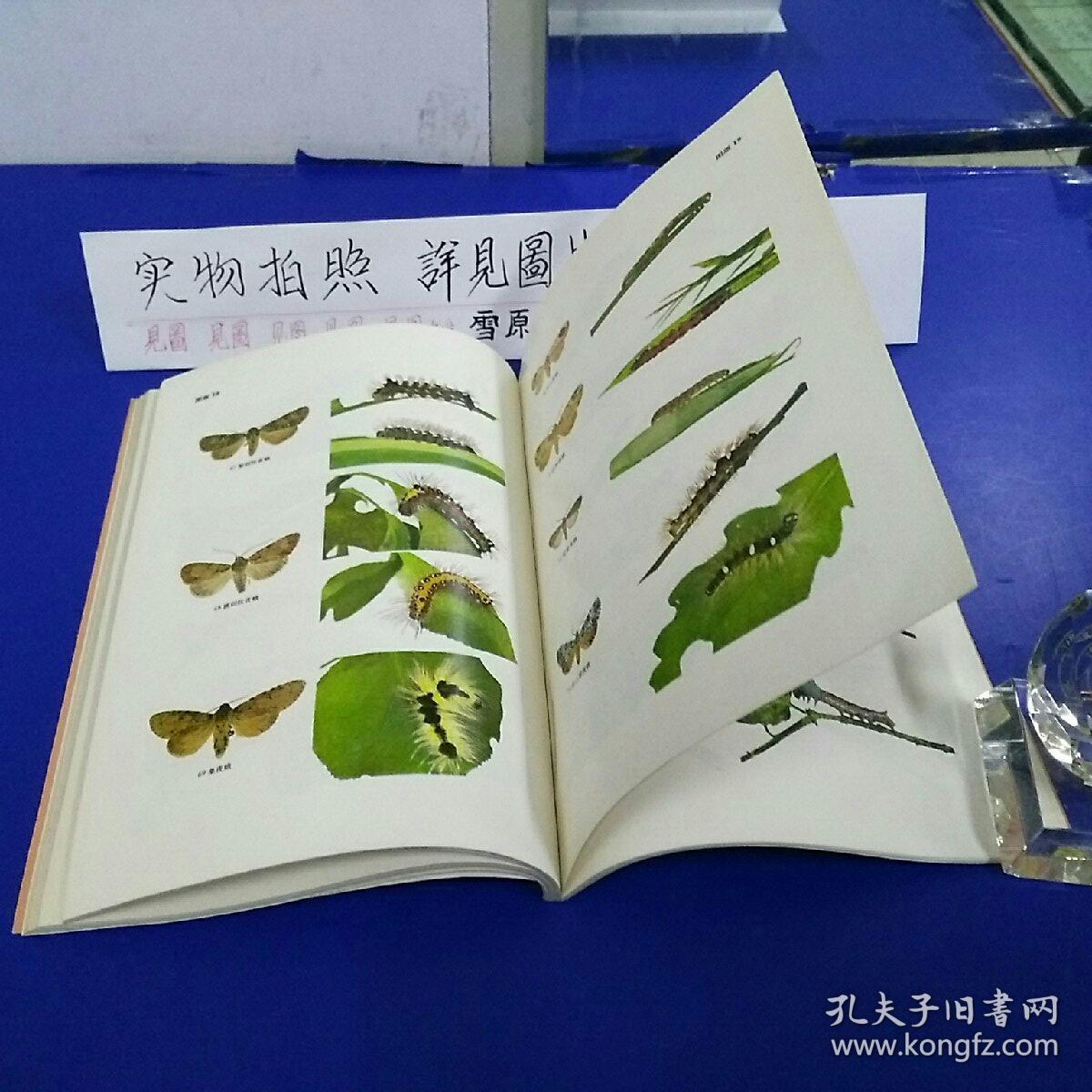 蛾类幼虫图册(一)昆虫图册 第四号