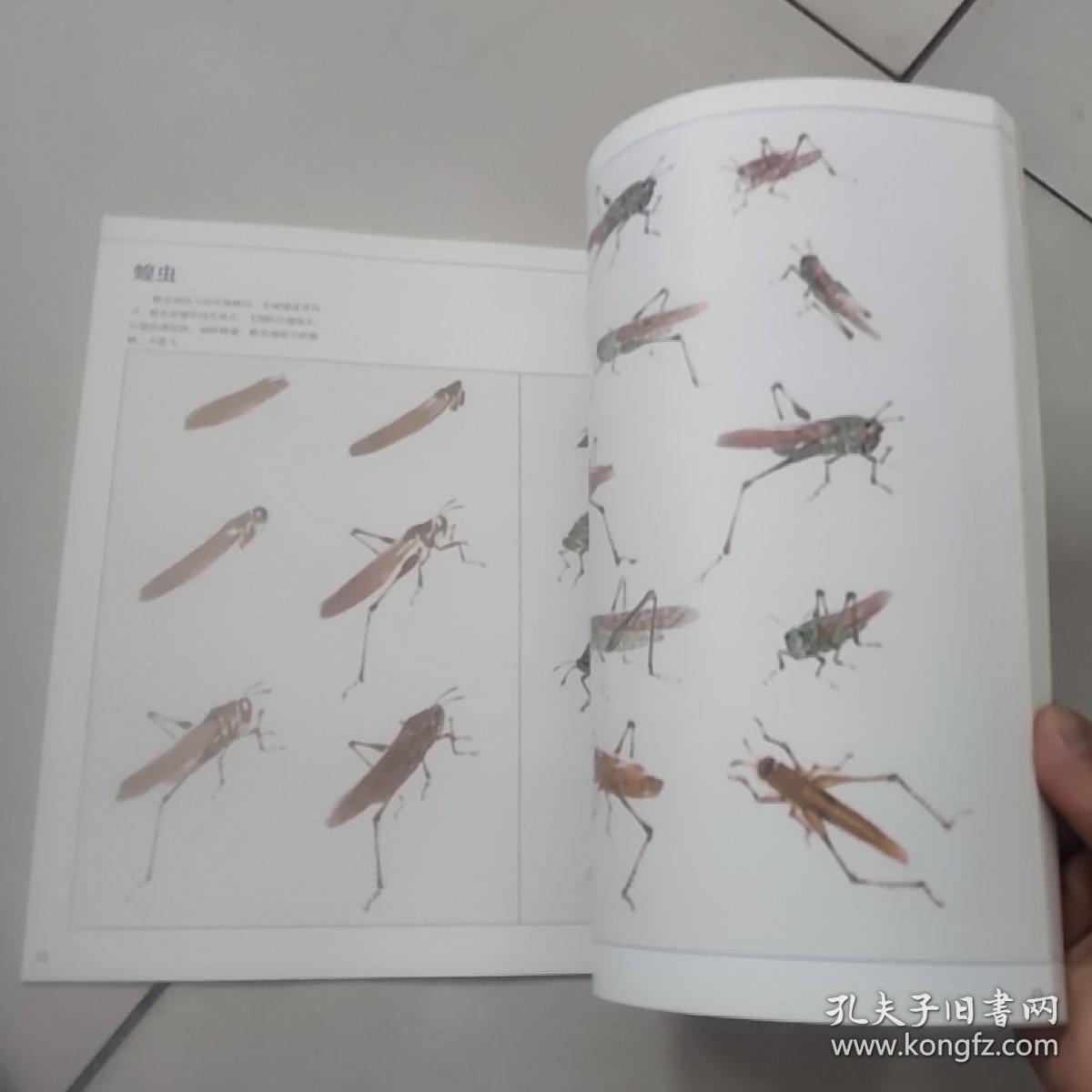 荣宝斋国画技法丛书:写意画范 草虫【萧朗著】