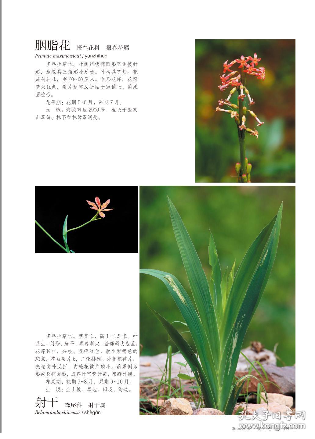 太行山常见植物野外识别手册