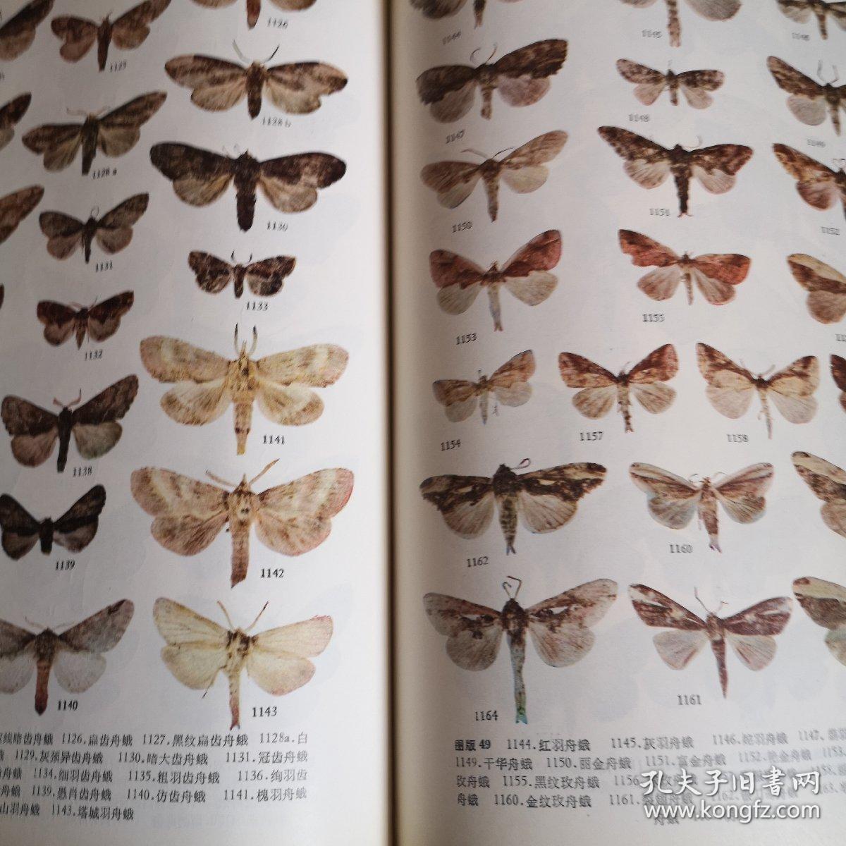 中国蛾类图鉴ii册(馆藏书)