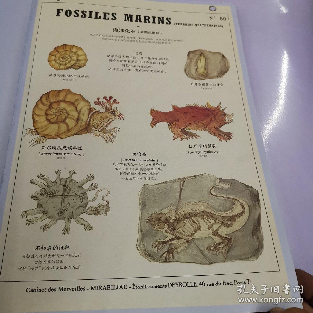 博物学家的神秘动物图鉴