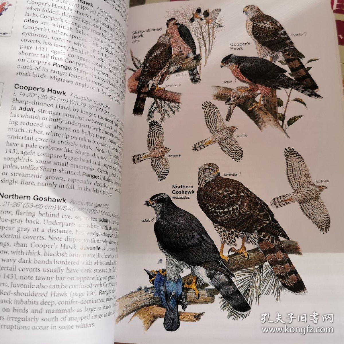 birds of north america fifth edition美国国家地理北美鸟类图鉴