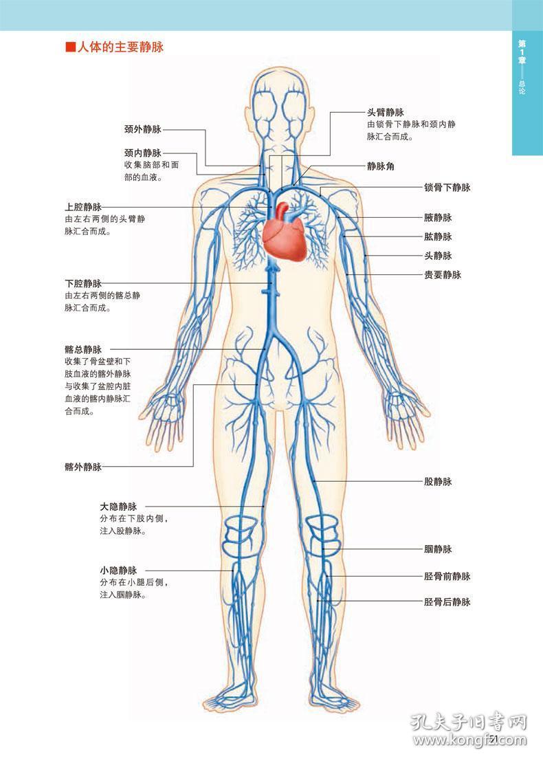 正版新书 全新3d人体解剖图 人体肌肉解剖运动解剖学断层局部解剖学