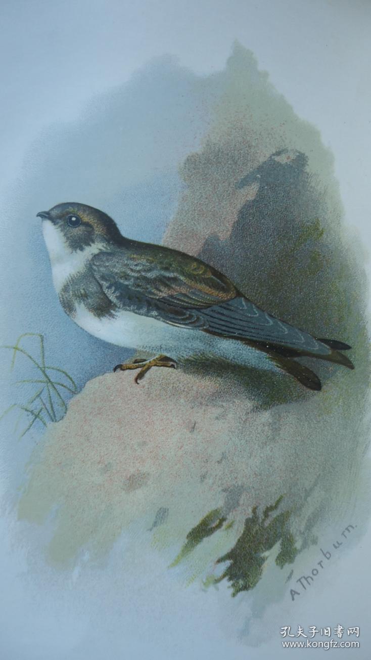 曲谱野鸟_农村野鸟图片