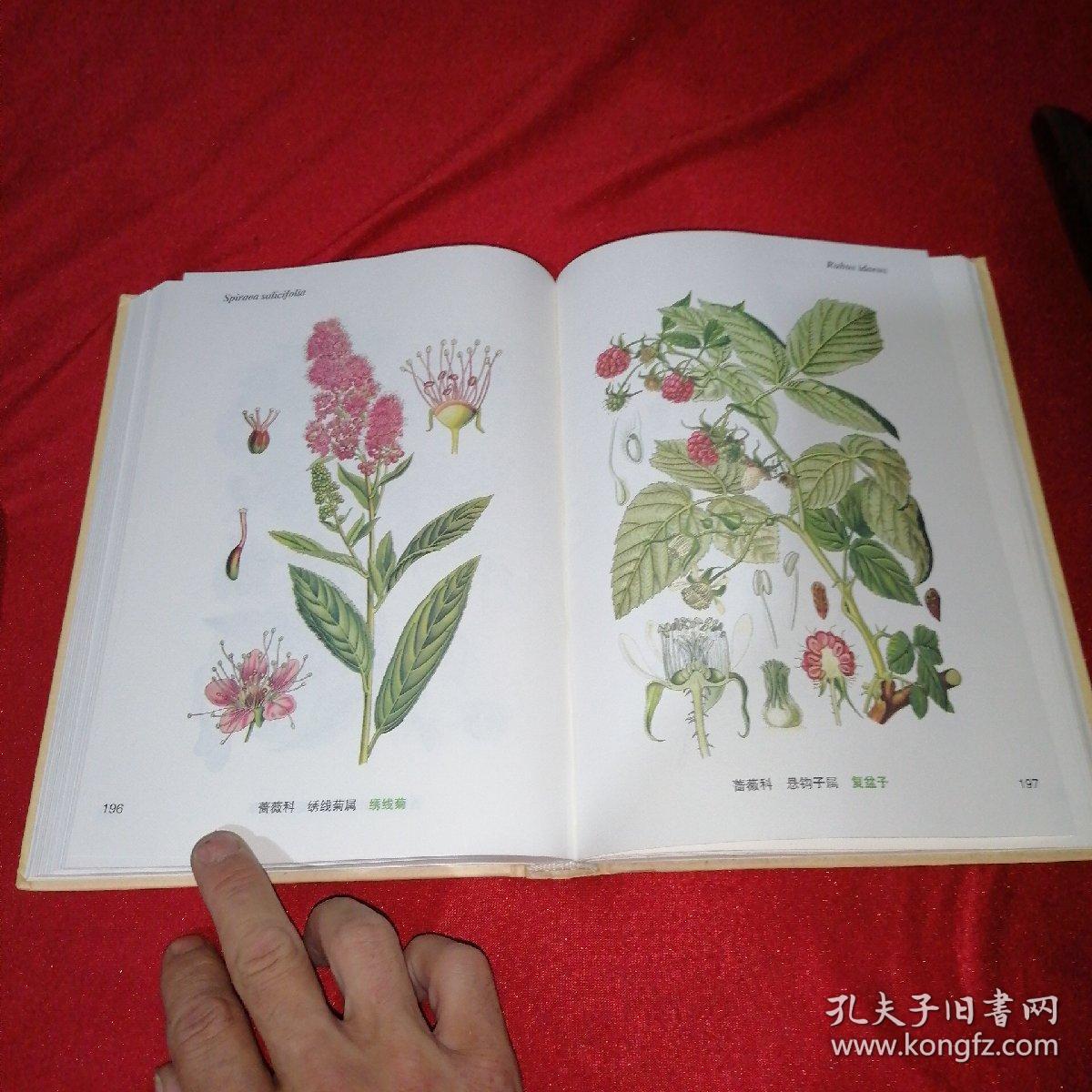 奥托手绘彩色植物图谱