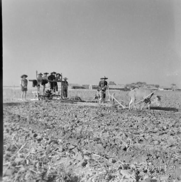1965繁昌县小洲公社的田园水车,耕牛,放牧鸭群底片两张