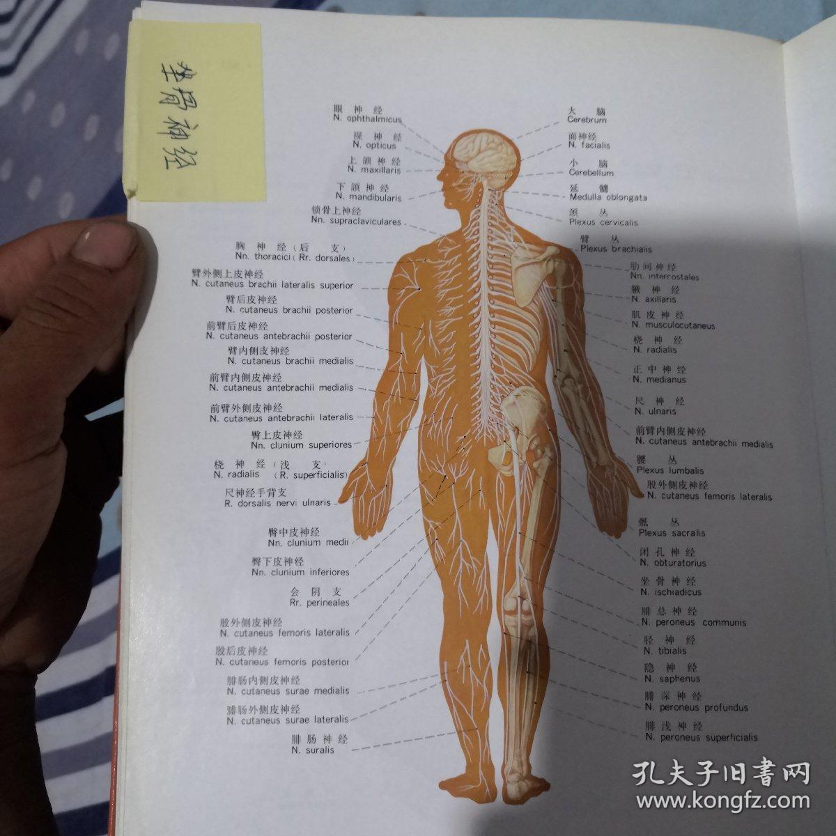 人体解剖彩色图谱