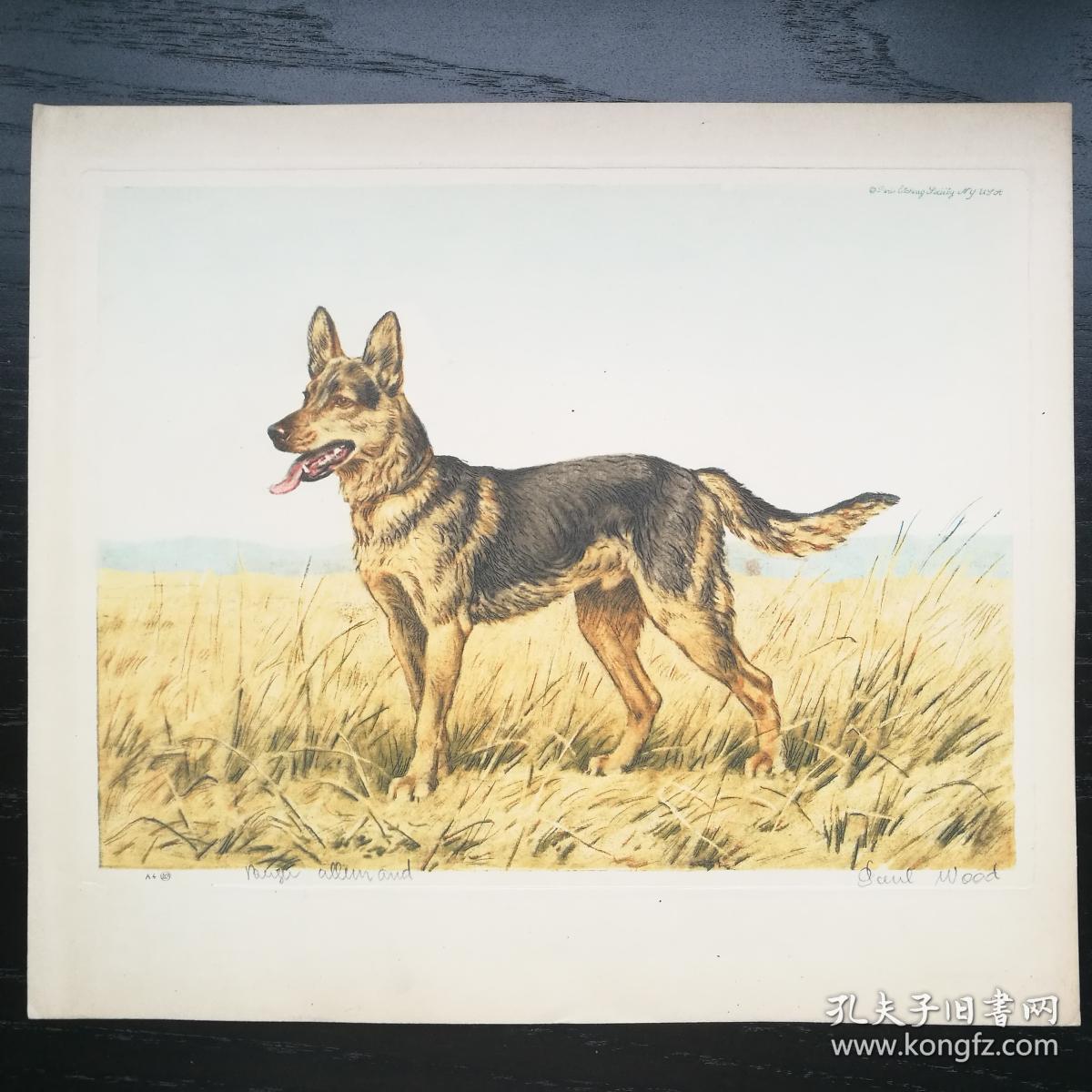 西洋欧洲古董动物狗狗猎犬蚀刻版画有签名1935年德国牧羊犬约24x20cm