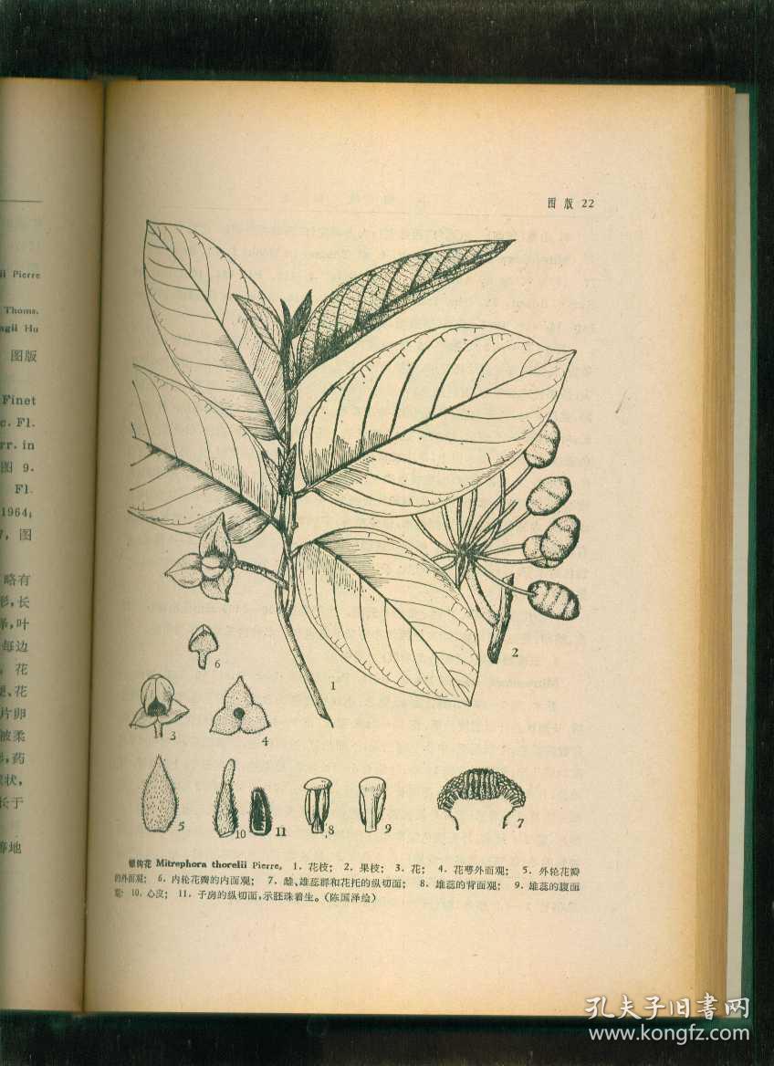 中国植物志·第三十卷·第二分册·被子植物门·双子叶植物纲·蜡梅科