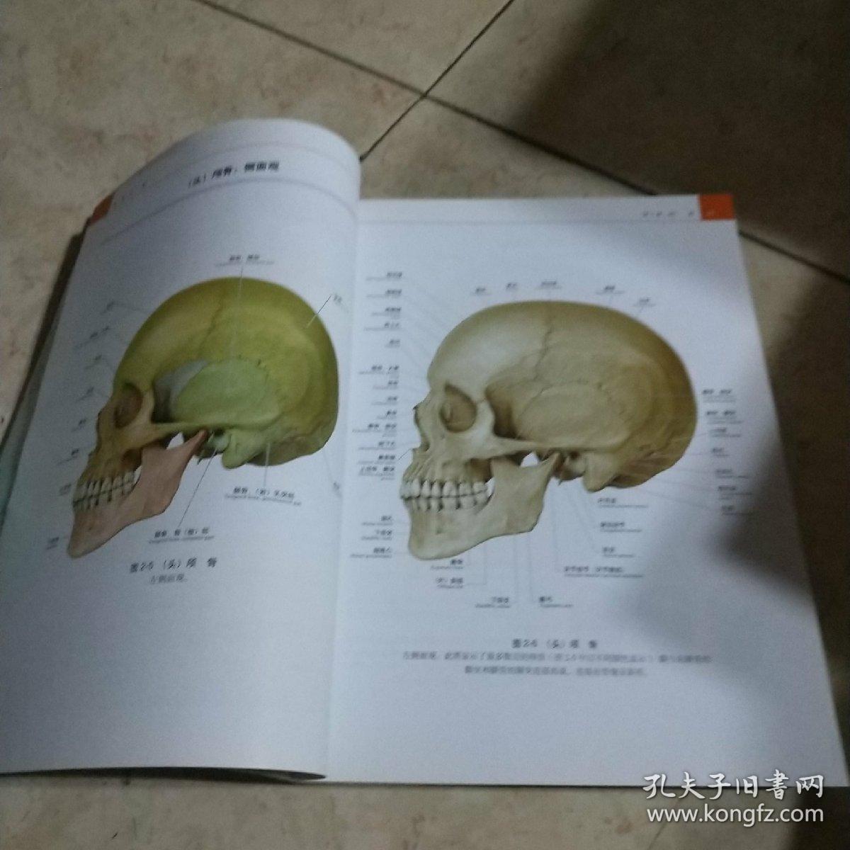 口腔医学解剖图谱