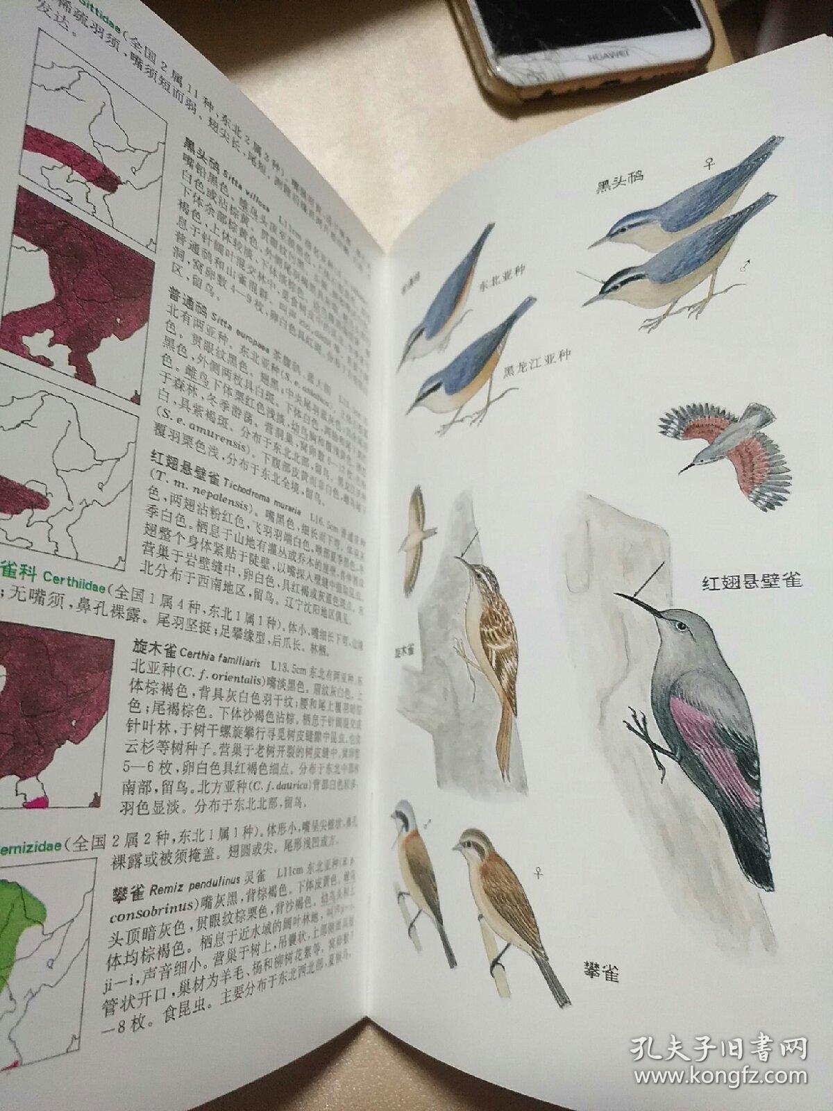 东北鸟类图鉴,印数3000册!黑龙江科学技术出版社