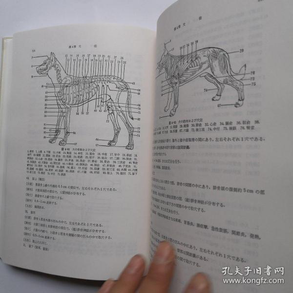 中国兽医针灸学(精装 有外函 日文版)目前最完整而系统之兽医针灸学