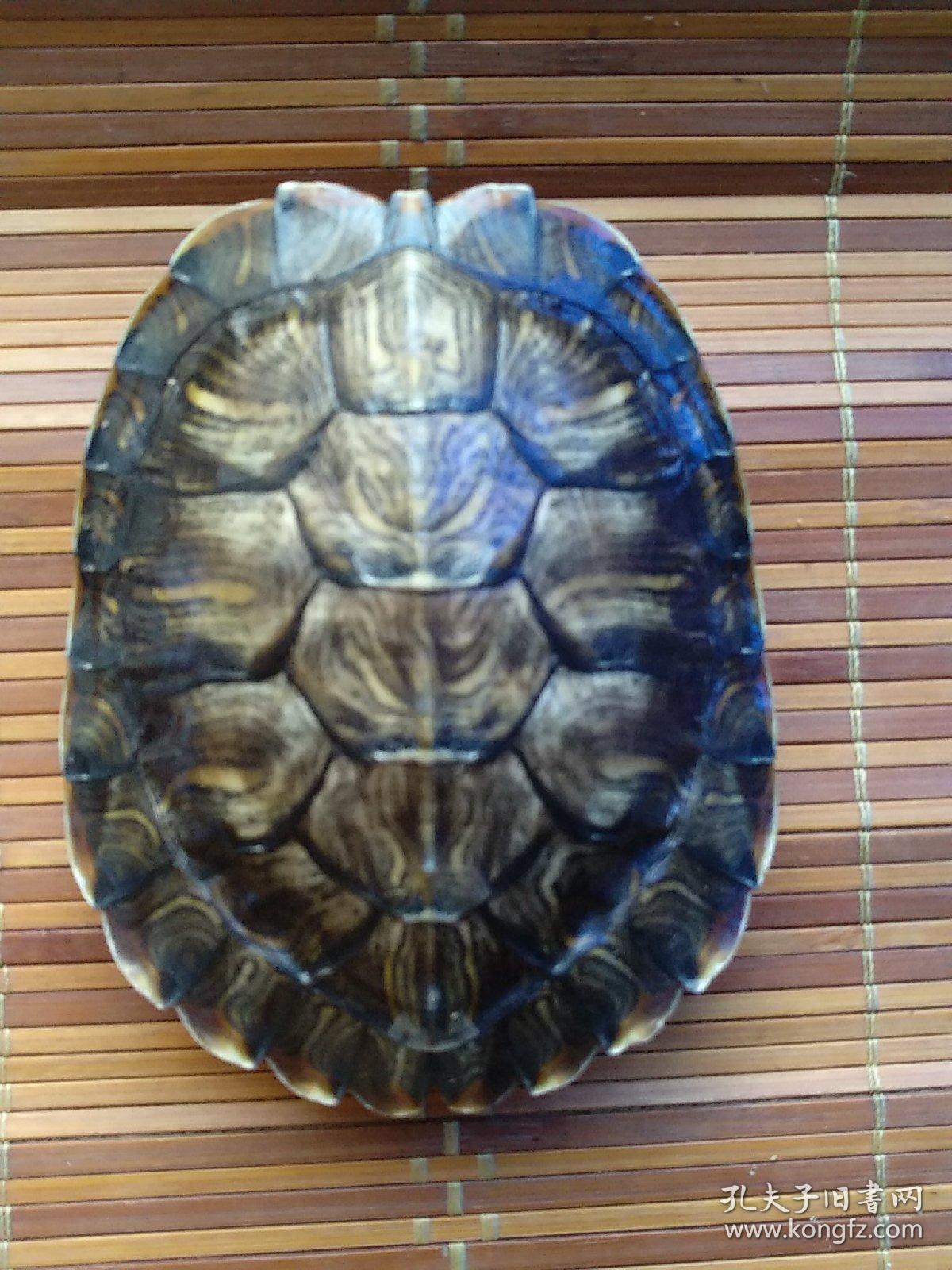 龟壳 龟甲 龟仆 抽签 算卦 镇宅 摇卦 风水 摆件