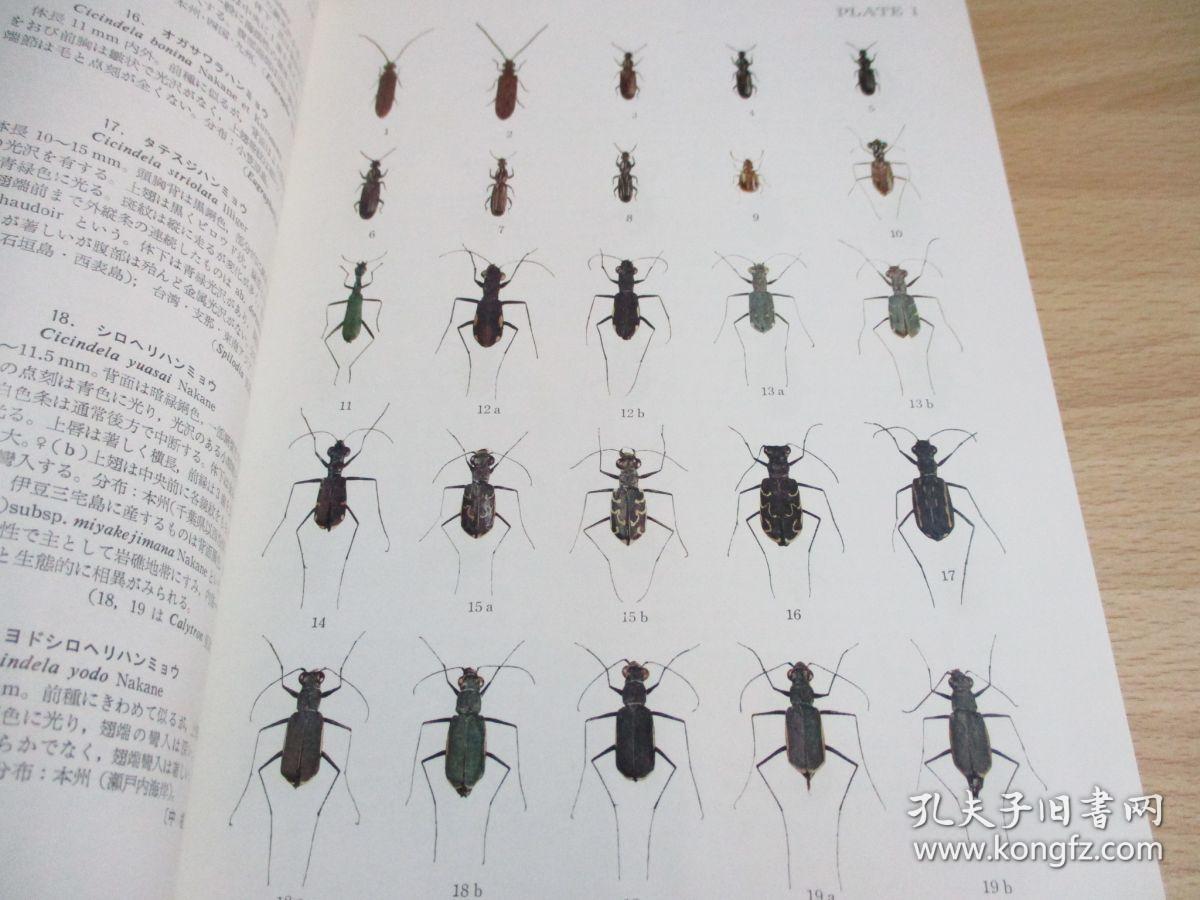 原色昆虫大图鉴 全3卷 3册 蝶蛾篇甲虫篇蜻蛉直翅半翅膜翅他篇 带盒子