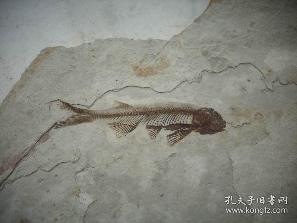 远古白垩纪鱼化石狼鳍鱼2615厘米