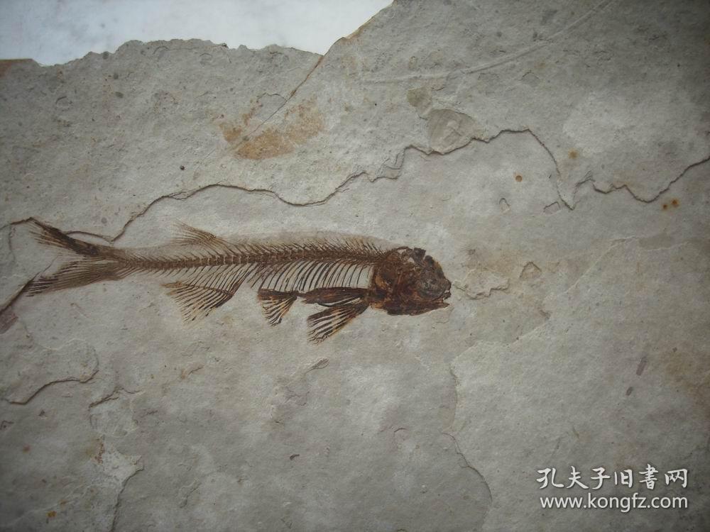 远古白垩纪【鱼化石-狼鳍鱼】!26/15厘米