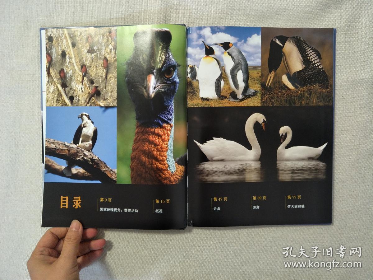精装绘本国家地理动物大百科-鸟类1