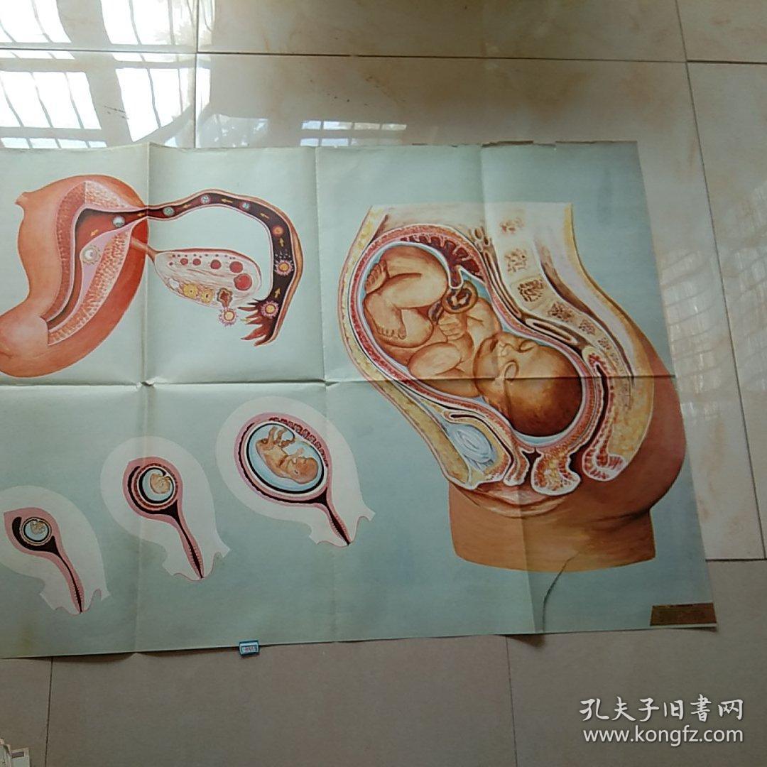 挂图 人胚胎的发育.