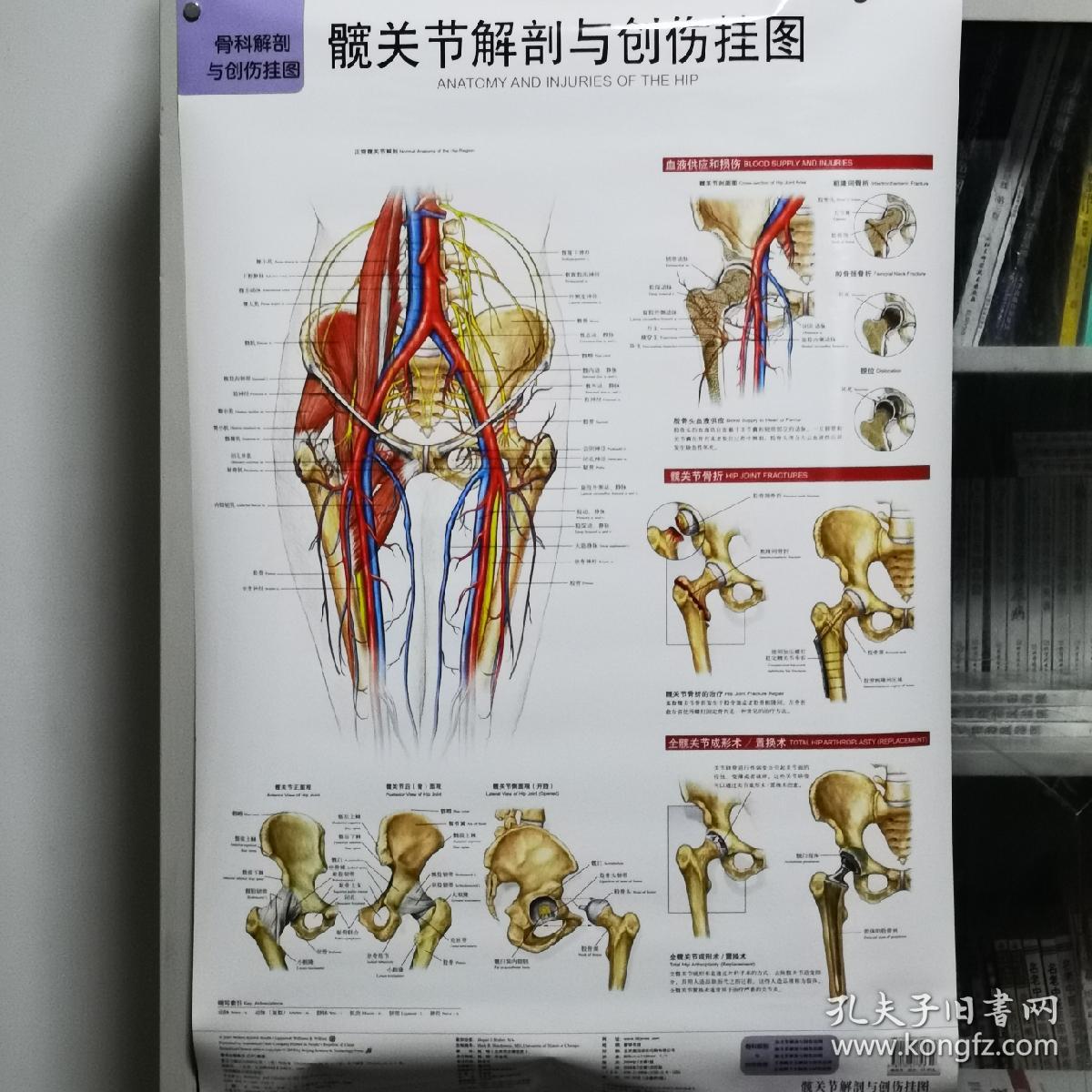 骨科解剖与创伤挂图手和腕髋关节足和踝关节3部位
