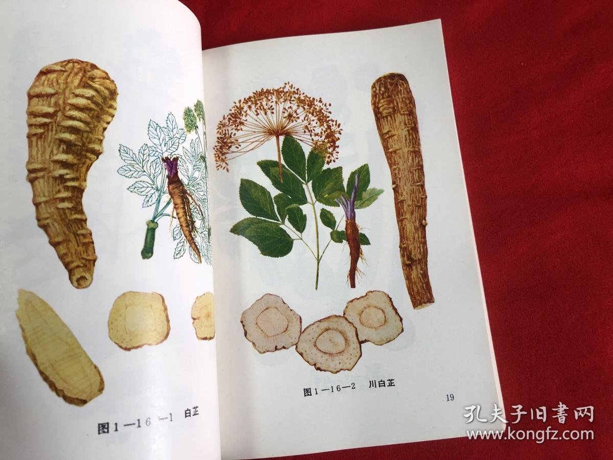 中药材识别图说32开本见图08