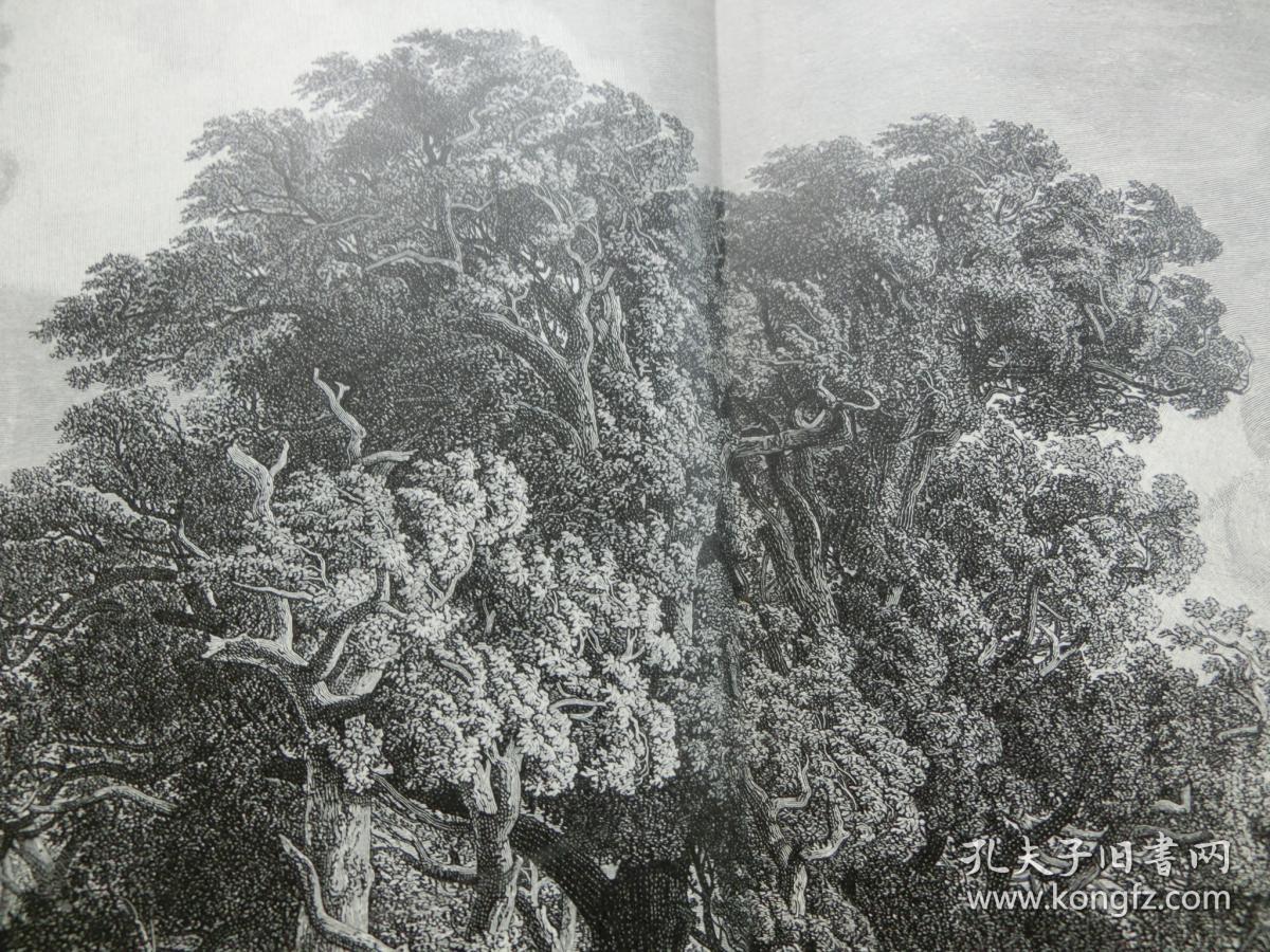 【百元包邮《卢赛恩湖边风暴中的橡树》1891年 木刻版画 木口木刻