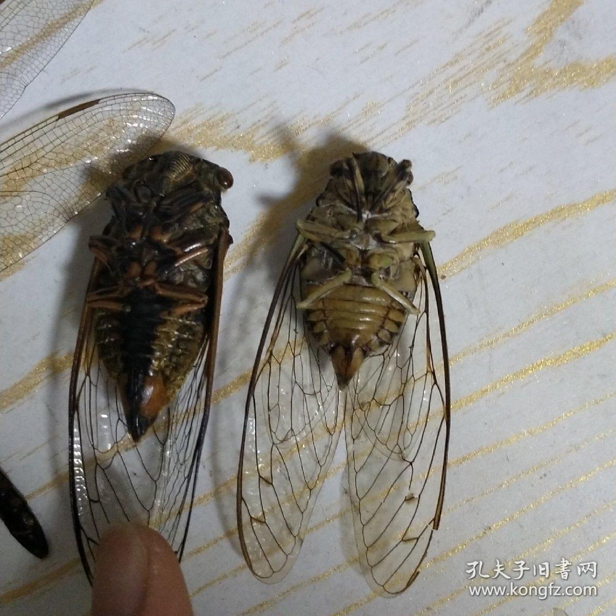 知了标本一对蜻蜓标本.