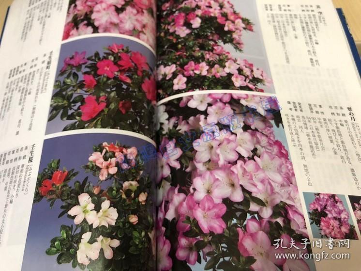 现货日文原版令和版さつき図鉴1400种研究皋月杜鹃花图鉴图册