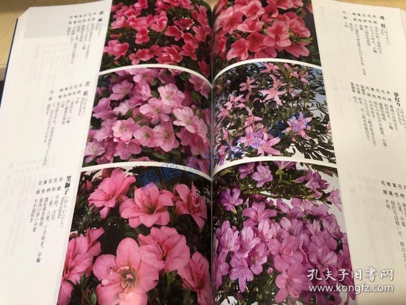 现货日文原版令和版さつき図鉴1400种研究皋月杜鹃花图鉴图册
