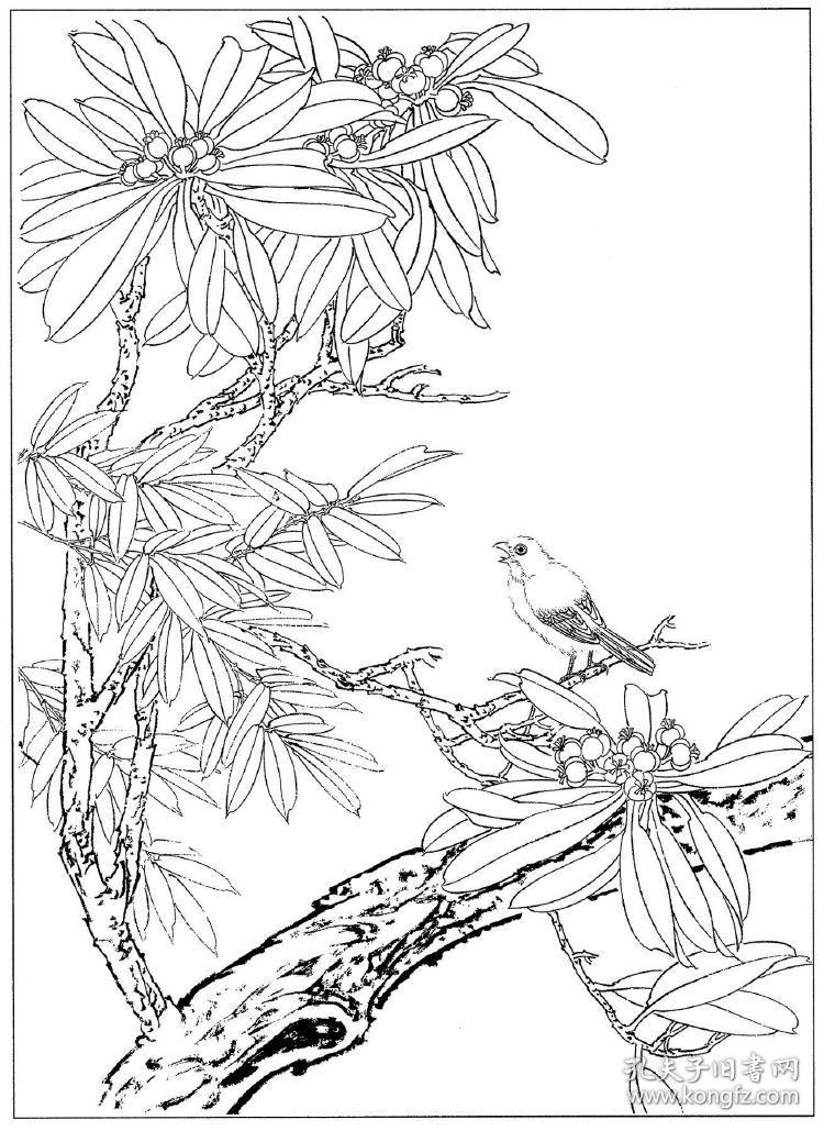工笔画花鸟白描线稿花鸟 复制品 画芯 可装裱 画框竖幅立轴6eba