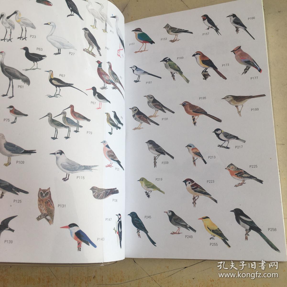 上海常见鸟类图鉴