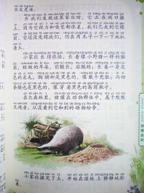 乌鸦报恩(美绘拼音版) 大兴安岭猎犬历险记