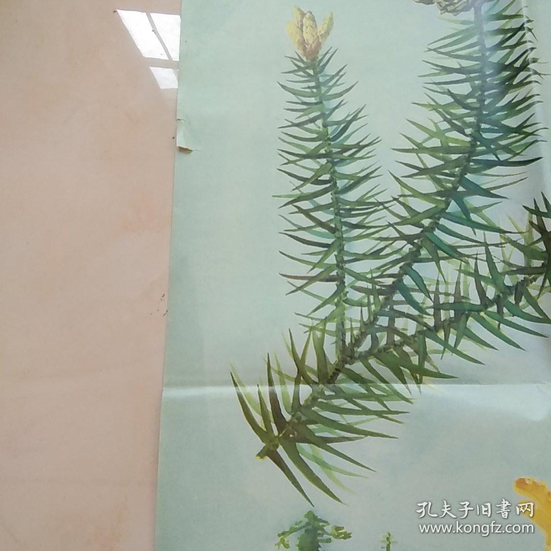 中学植物学教学挂图 杉 侧柏
