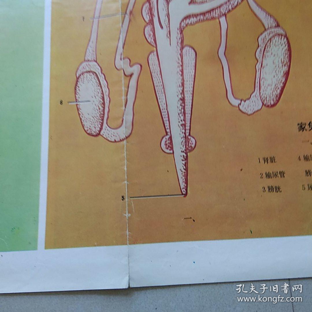 中学动物学教学挂图家兔的循环系统生殖系统