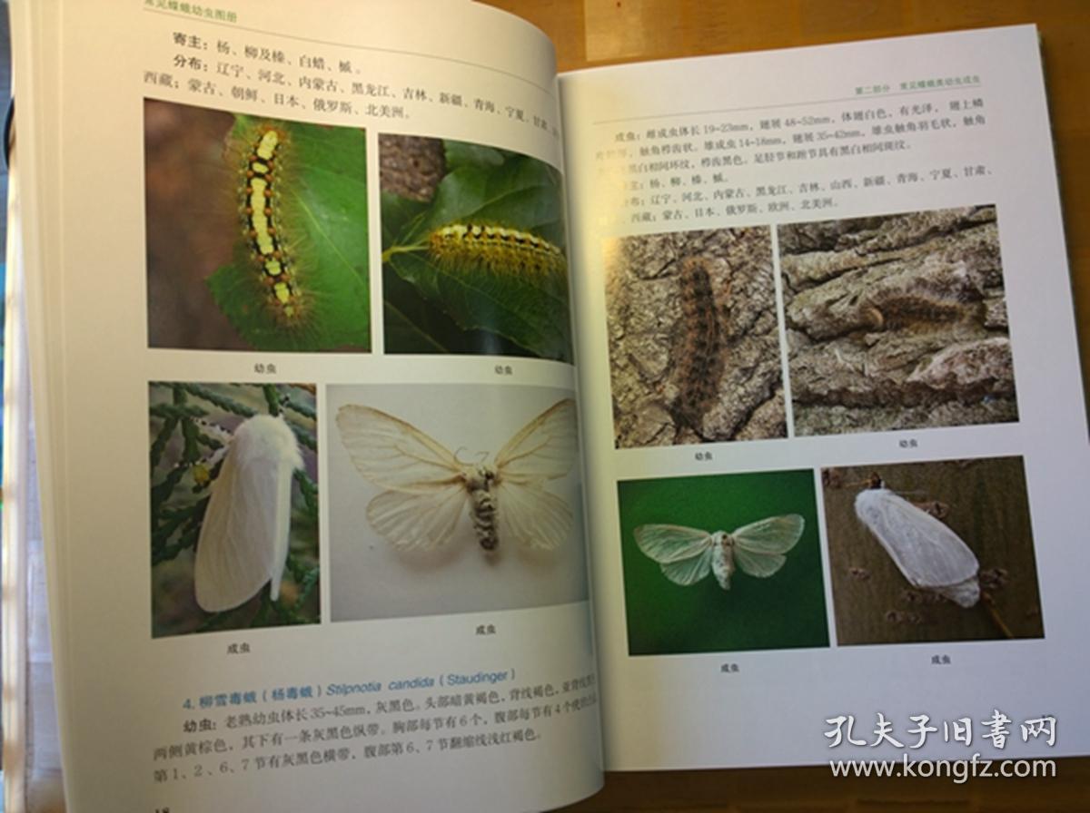 常见蝶蛾幼虫图册