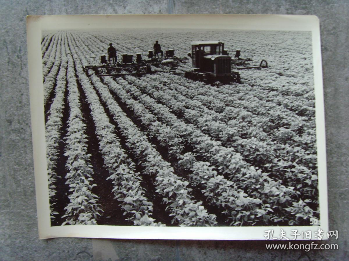 老照片:【※1964年,黑龙江省九三垦区,农垦局红五月农场工人在大豆